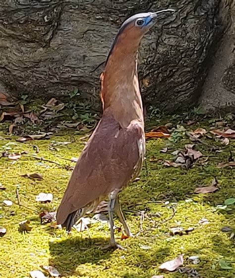 暗光鳥為什麼不吉利|校園常看見的鳥類 